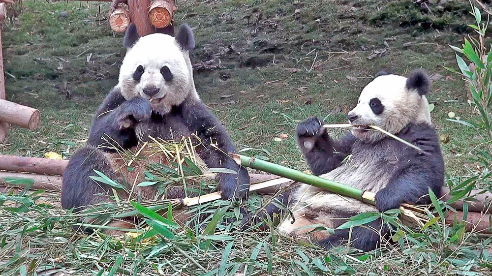 熊貓吃大餐