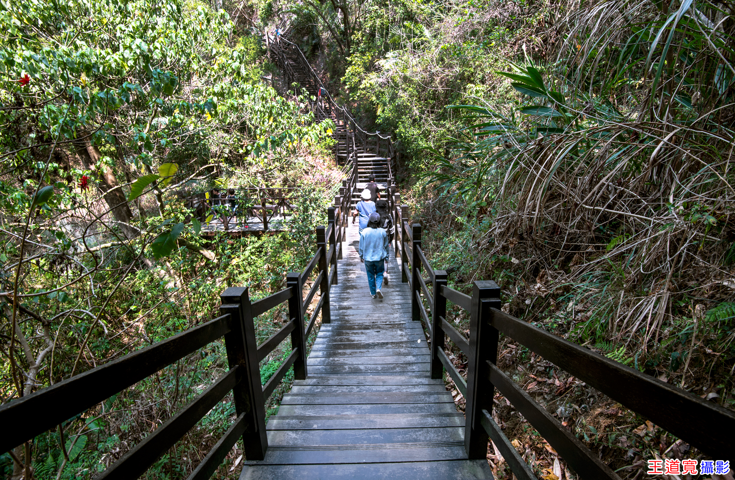大坑10號步道 大坑10號步道