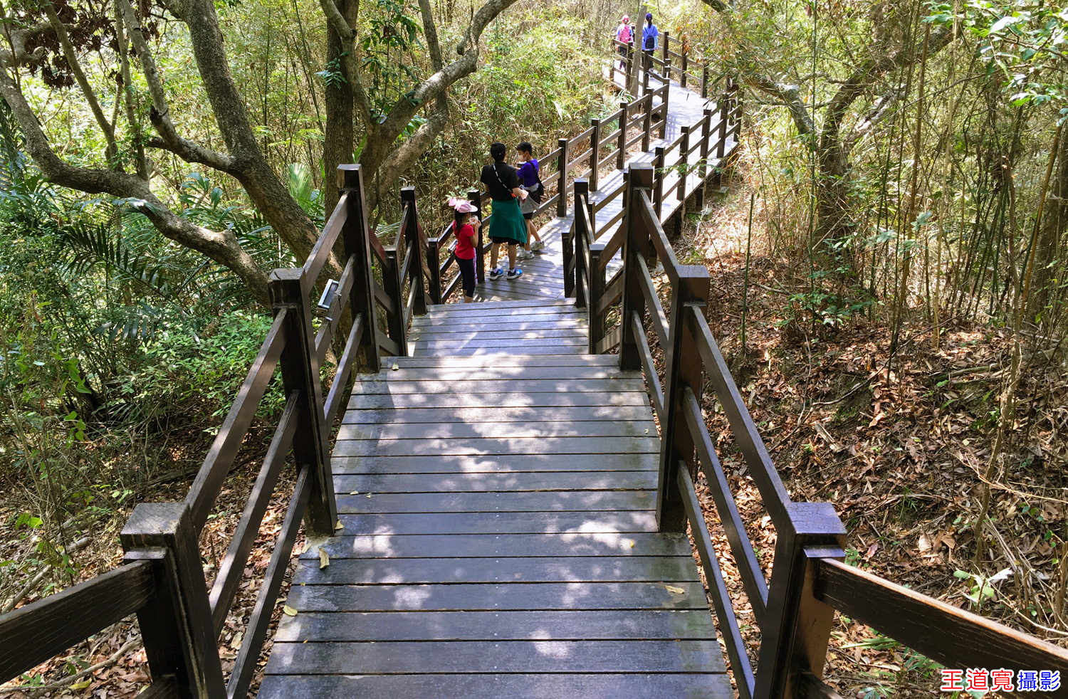 大坑9-1號步道 大坑9-1號步道