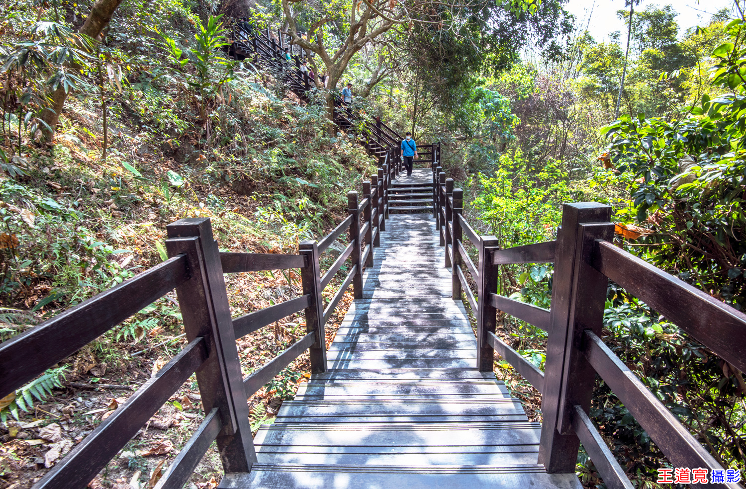 大坑10號步道 大坑10號步道