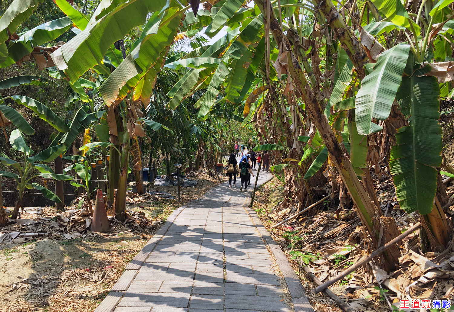 大坑9-1號步道 大坑9-1號步道