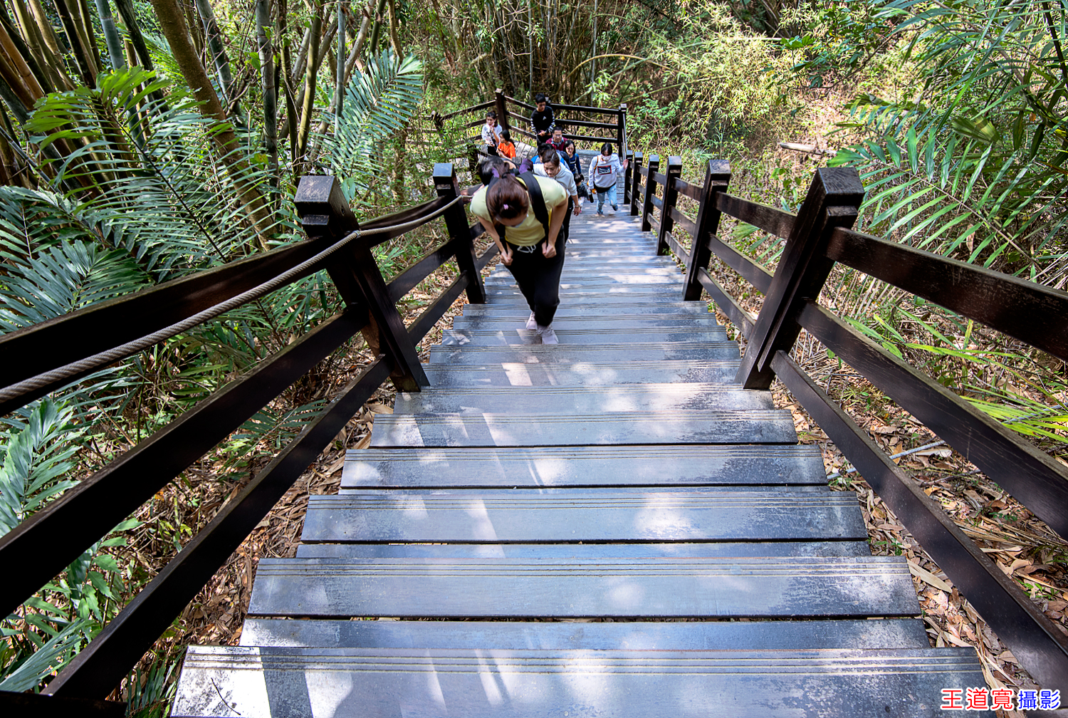 大坑10號步道 大坑10號步道